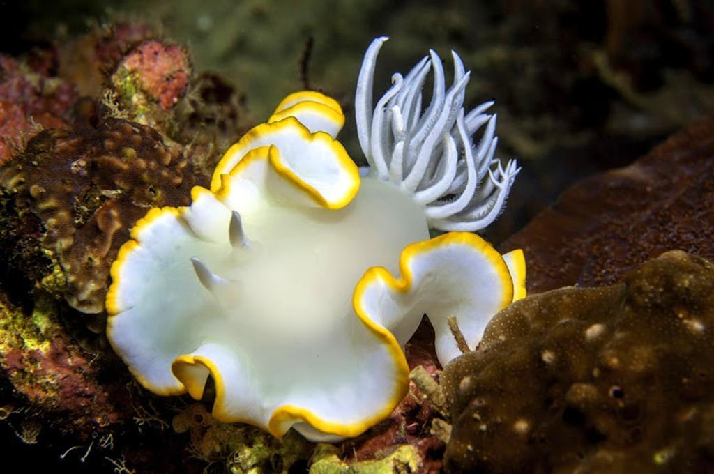 Marco Vincent Dive Resort Puerto Galera Dış mekan fotoğraf